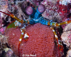 Peacock mantis shrimp with eggs by Kip Nead 